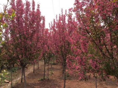 冬紅果海棠不適合種植于什么樣的土壤 ？