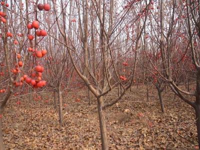 冬紅果海棠什么時(shí)候開花 ？
