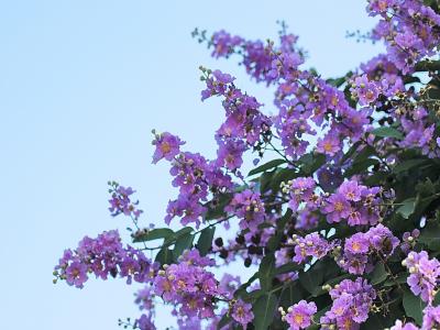 紫薇樹小苗應(yīng)該去哪里購(gòu)買，價(jià)格合理 ？