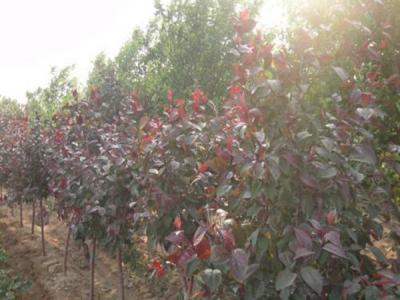 四公分紅寶石海棠小苗的具體價格是多少 ？