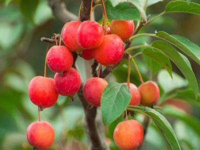 冬紅果海棠適合在南方種植還是北方種植 ？
