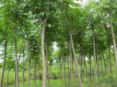 欒樹(shù)河南能種植嗎