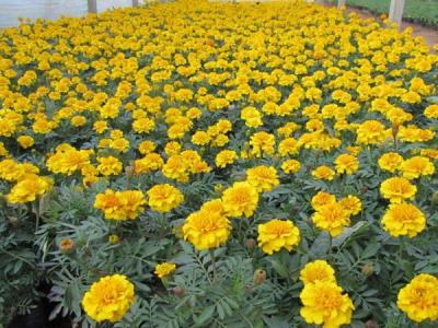 地被菊幾月份開花，效果怎么樣