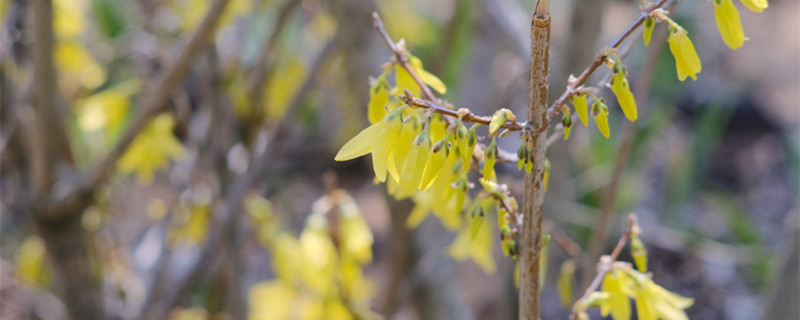 連翹怎么種，種子怎么才能發(fā)芽
