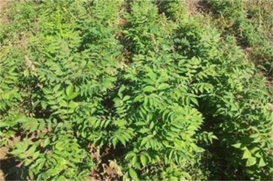 皂角種子怎么種，浸種催芽后進(jìn)行播種