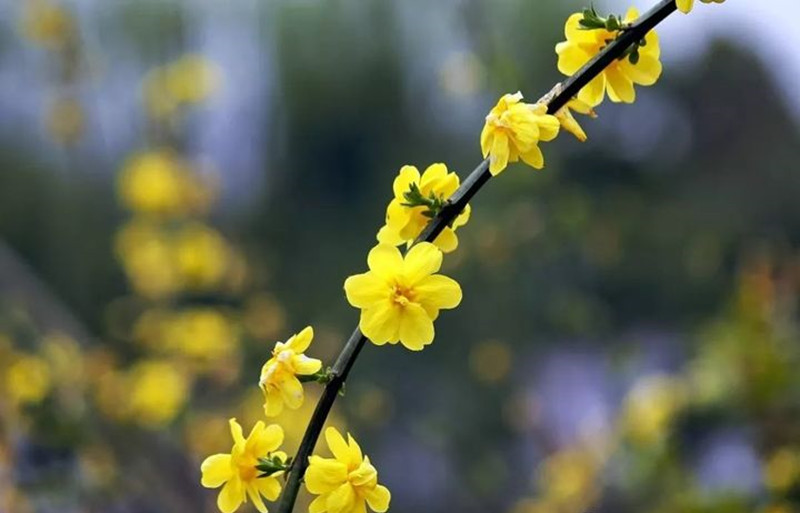 迎春花和連翹花有什么區(qū)別？