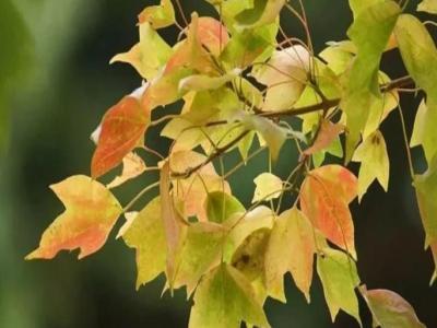 三角楓、五角楓、紅楓、羽毛楓的區(qū)別