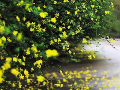 迎春花和連翹花有什么區(qū)別？
