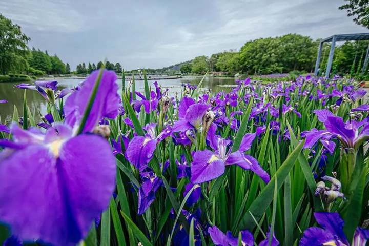德國鳶尾圖片_花語_價(jià)格