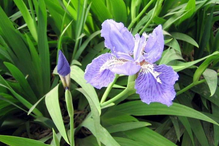 德國鳶尾圖片_花語_價(jià)格