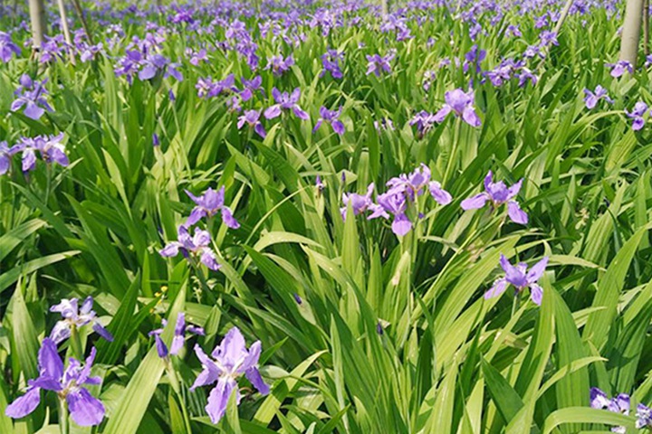 德國鳶尾圖片_花語_價(jià)格