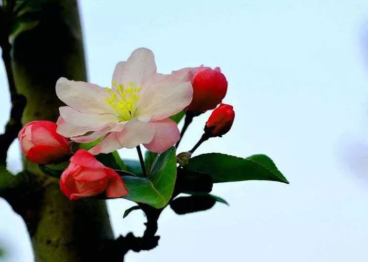 八棱海棠的果實(shí)能不能吃,八棱海棠的果實(shí)能吃嗎？