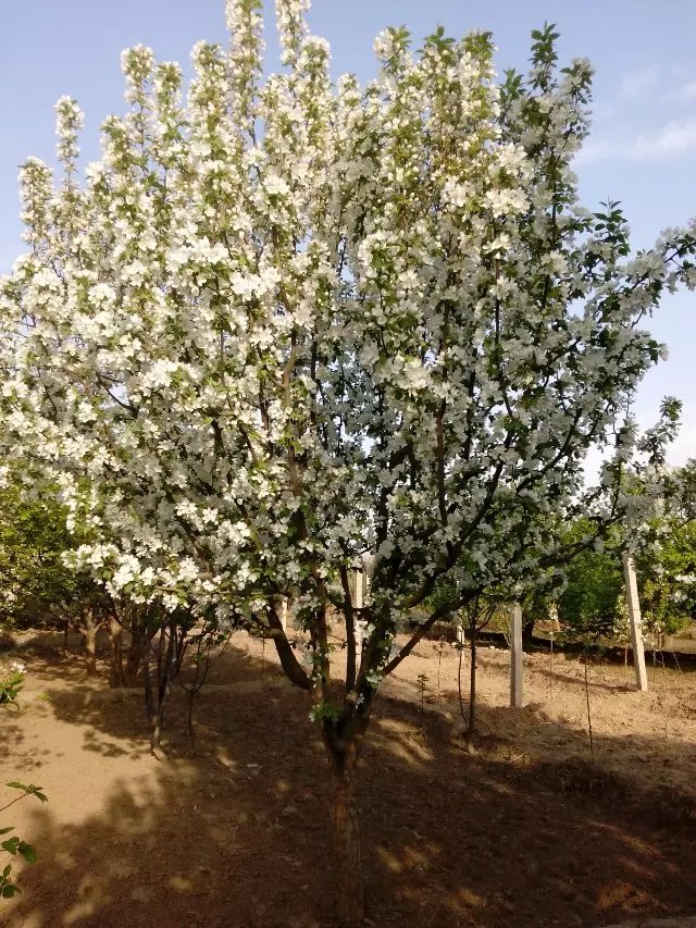 八棱海棠花期多久，幾月份開花