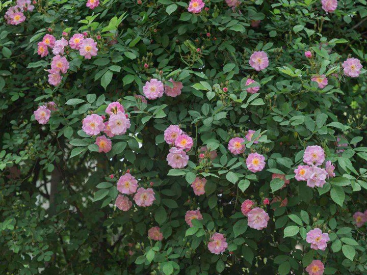 薔薇