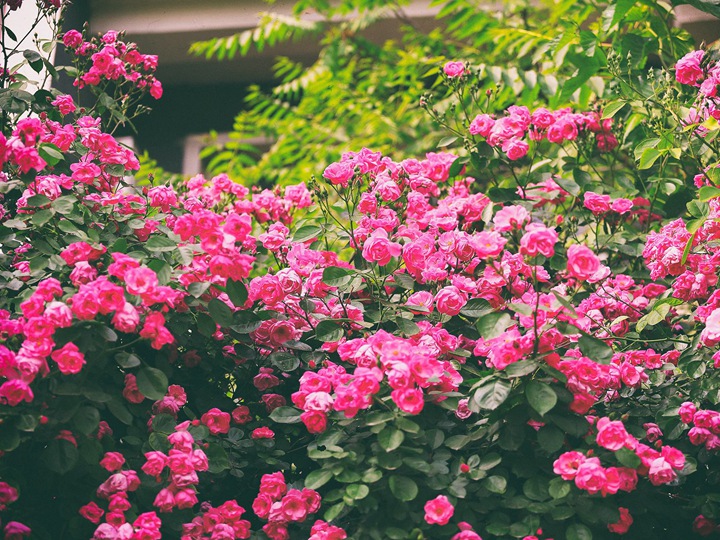薔薇