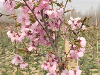 櫻花樹苗多少年才能長成大樹？