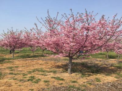 櫻花樹苗幾年才能開花？花期在什么時(shí)候？