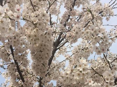 日本櫻花樹什么時(shí)候開花？花期多久？