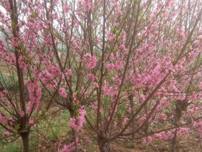 青葉碧桃開什么花？什么時(shí)候開花？