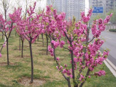 青葉碧桃和紅葉碧桃的區(qū)別在哪里？