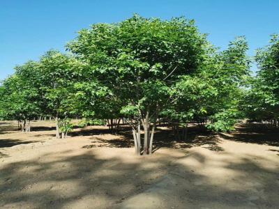 叢生國(guó)槐為什么不開花