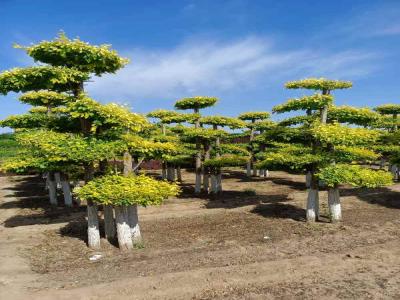 造型金葉榆在城市綠化中的應(yīng)用與種植策略_提供免費(fèi)苗木報價