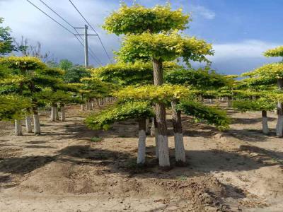 種植造型金葉榆，提升城市綠化品質(zhì)_提供免費(fèi)苗木報價