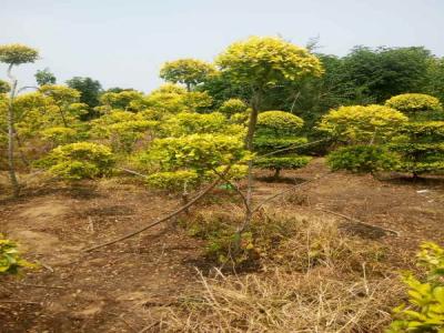 造型金葉榆：從選種到養(yǎng)護(hù)的全過程_提供免費(fèi)苗木報價