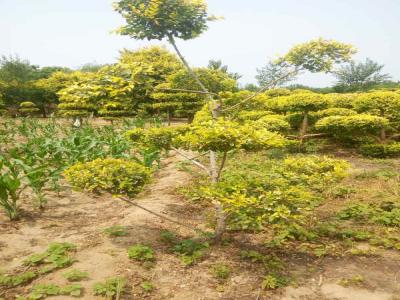 造型金葉榆的種植技巧與病蟲害防治_提供免費(fèi)苗木報價
