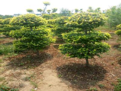 打造美麗景觀：造型金葉榆的種植指南_提供免費(fèi)苗木報價