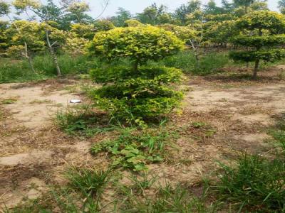 造型金葉榆的種植與養(yǎng)護(hù)技術(shù)_提供免費(fèi)苗木報價