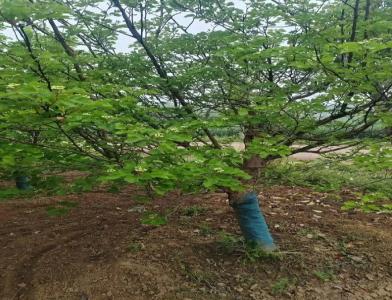 普及12公分垂柳種植需要注意點什么呢！